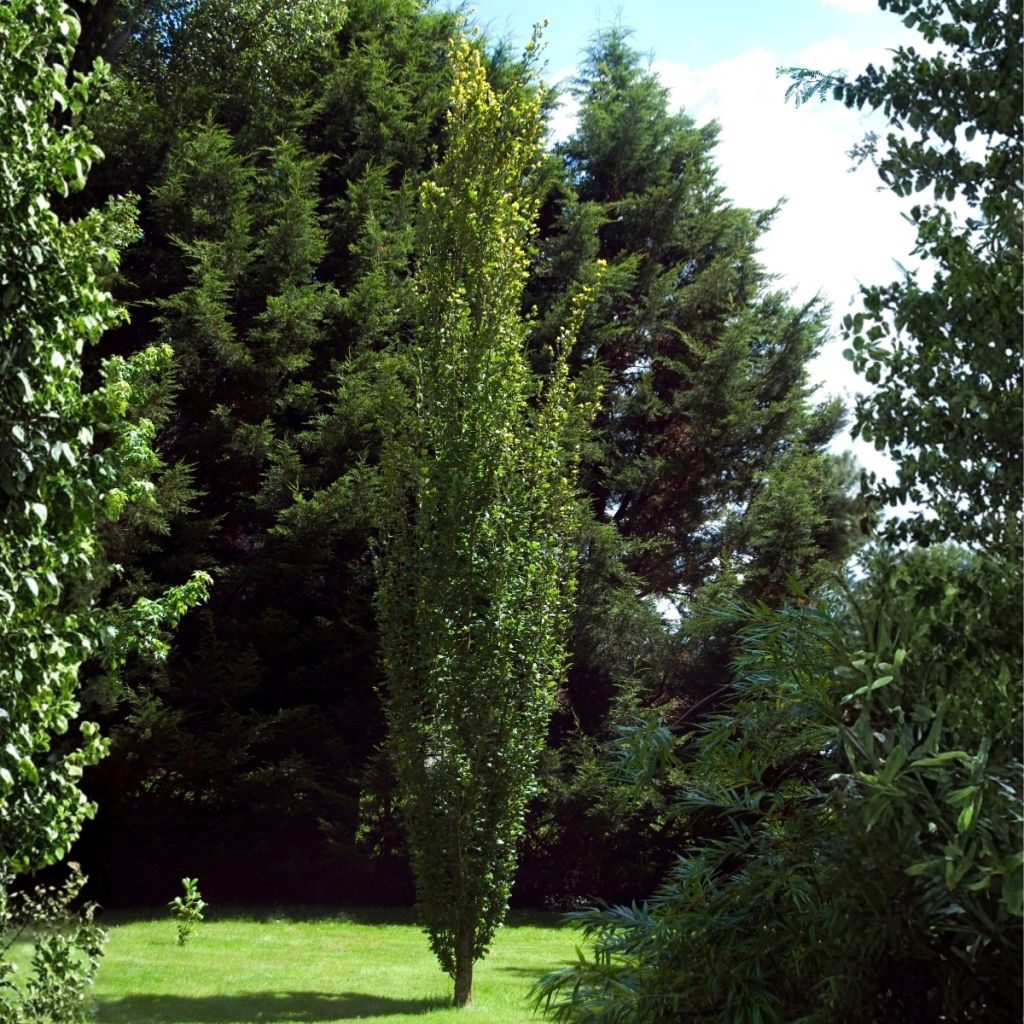 Fagus sylvatica Dawyck - Hêtre fastigié