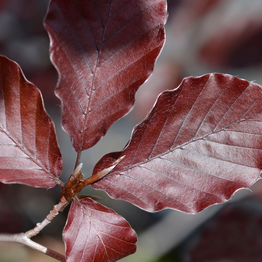 Fagus sylvatica Dawyck Purple - Hêtre fastigié pourpre
