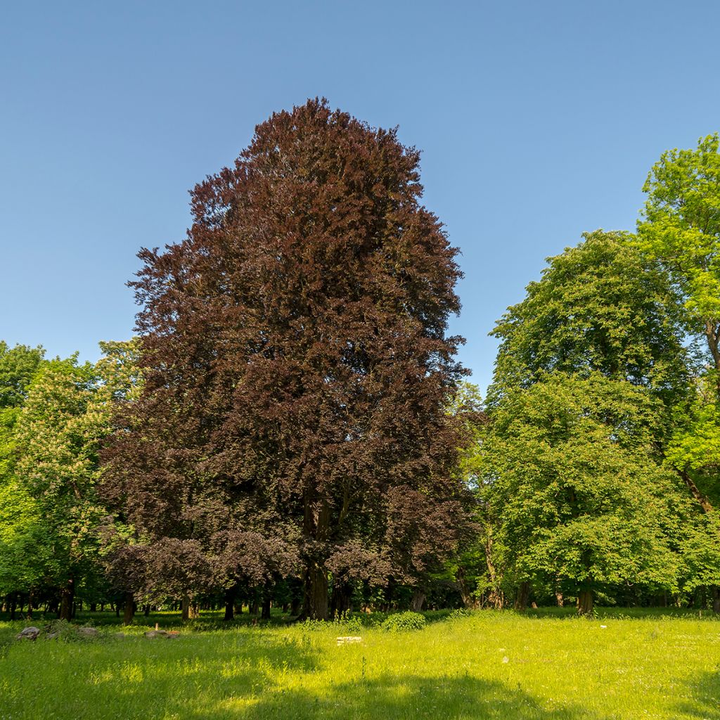 Fagus sylvatica Dawyck Purple - Hêtre fastigié pourpre