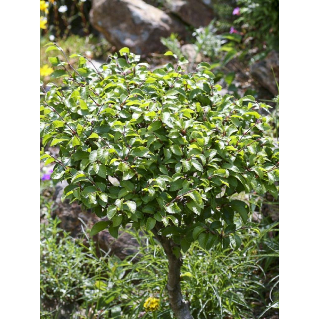Fagus sylvatica Felderbach - Hêtre nain