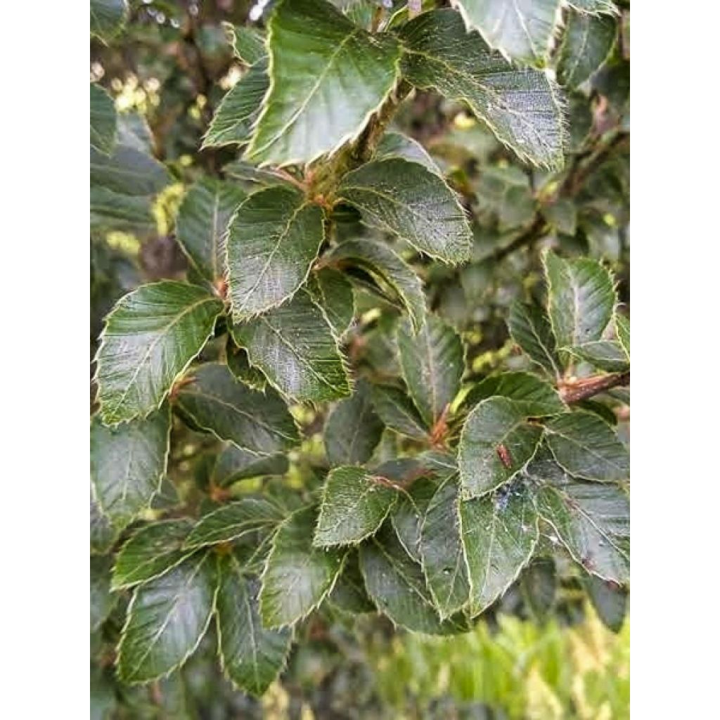 Fagus sylvatica Felderbach - Hêtre nain