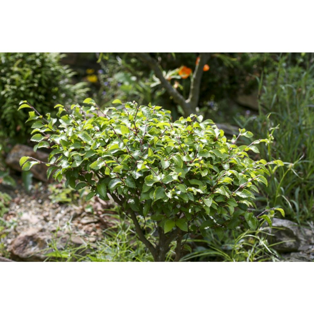 Fagus sylvatica Felderbach - Hêtre nain