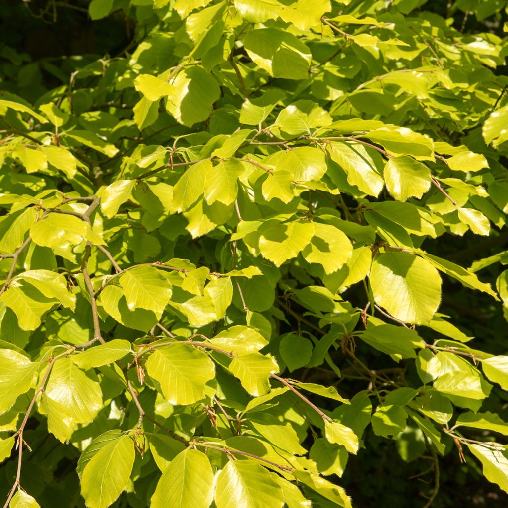 Fagus sylvatica Zlatia - Hêtre commun doré