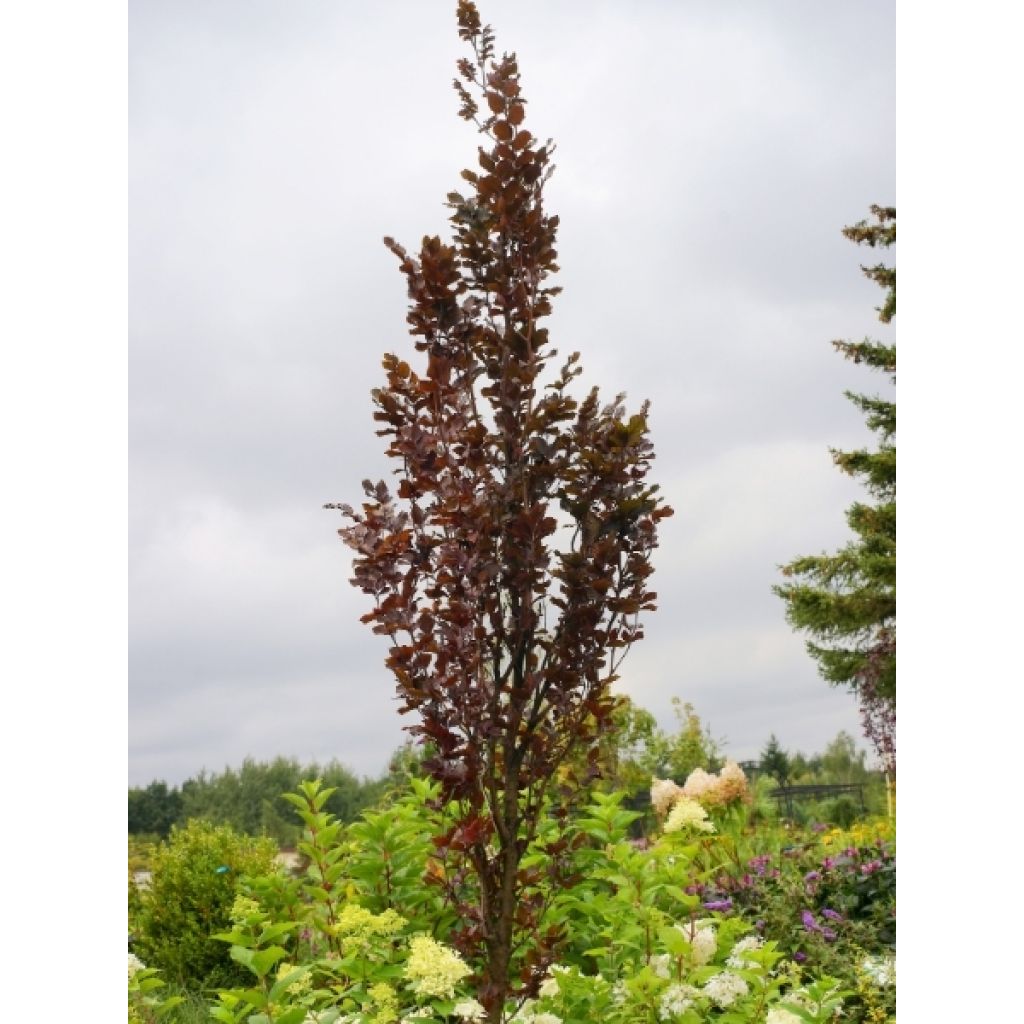 Fagus sylvatica Anny's Red Pillar - Hêtre pourpre colonnaire