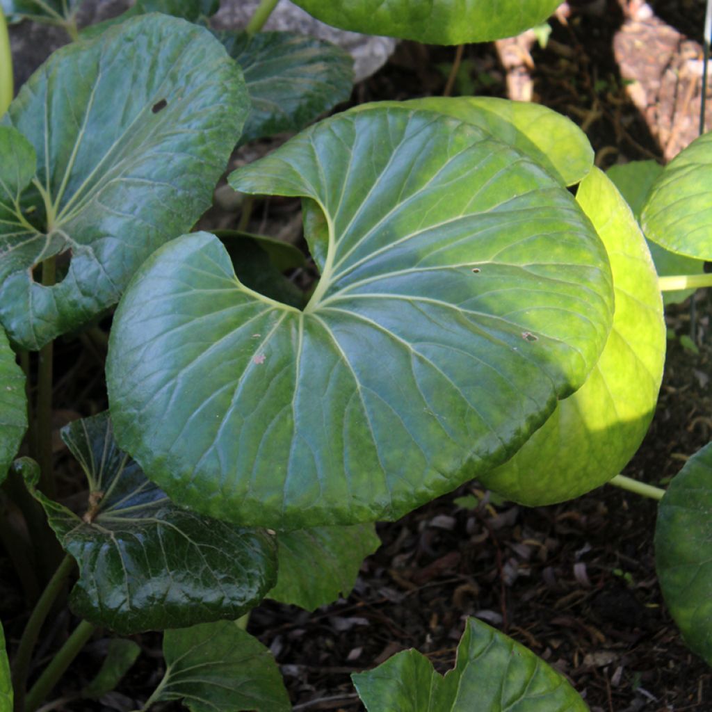Farfugium japonicum - Plante panthère
