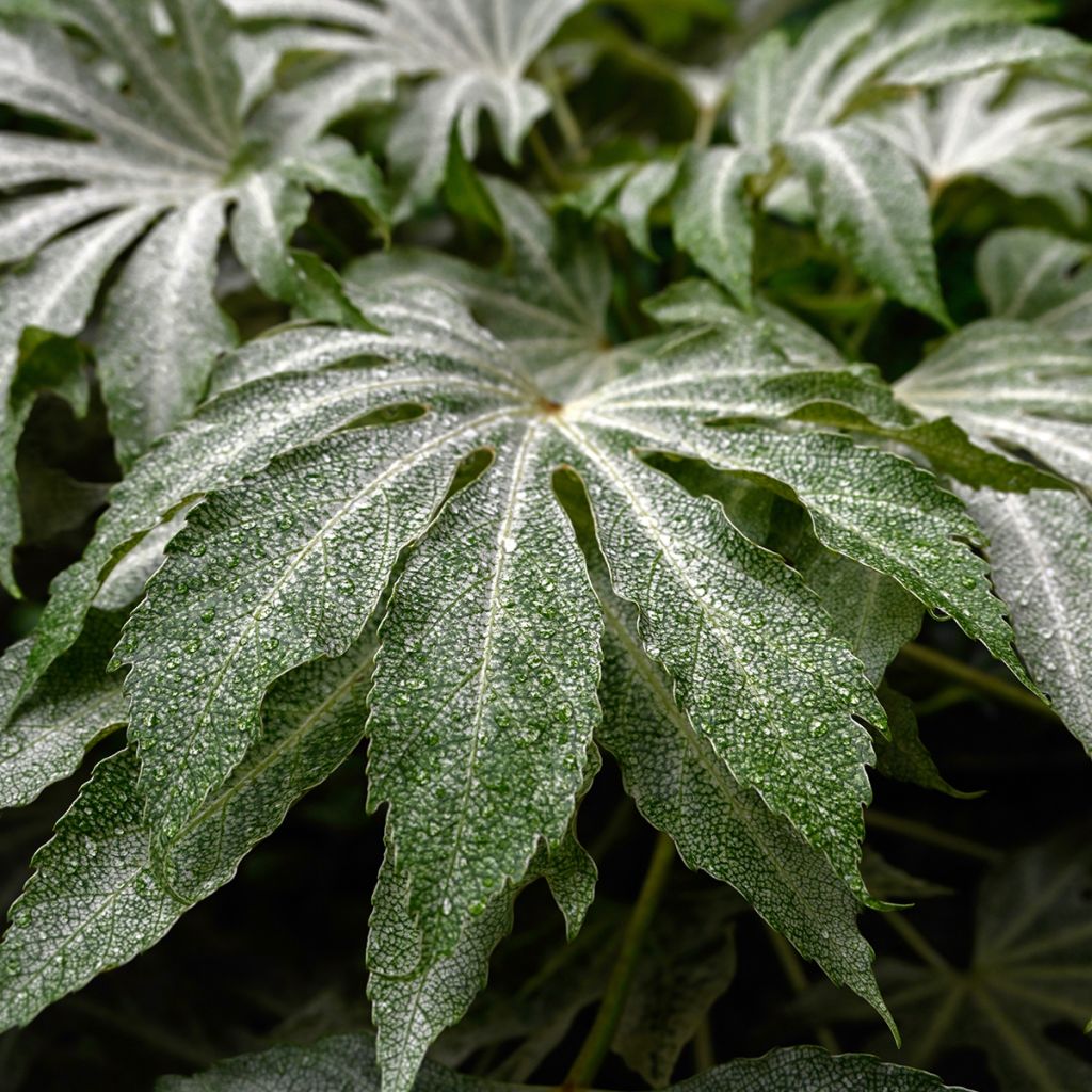 Fatsia japonica Spider's Web - Faux-aralia panaché