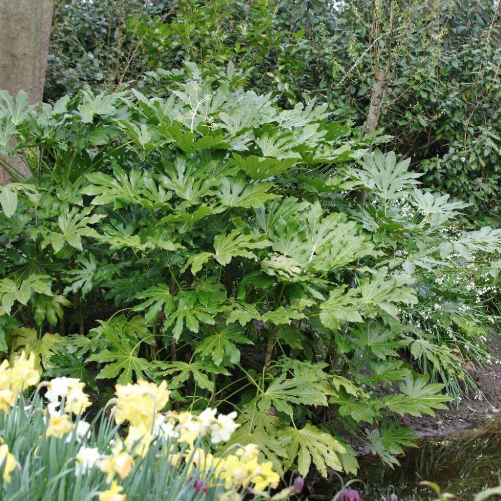 Faux-aralia - Fatsia japonica