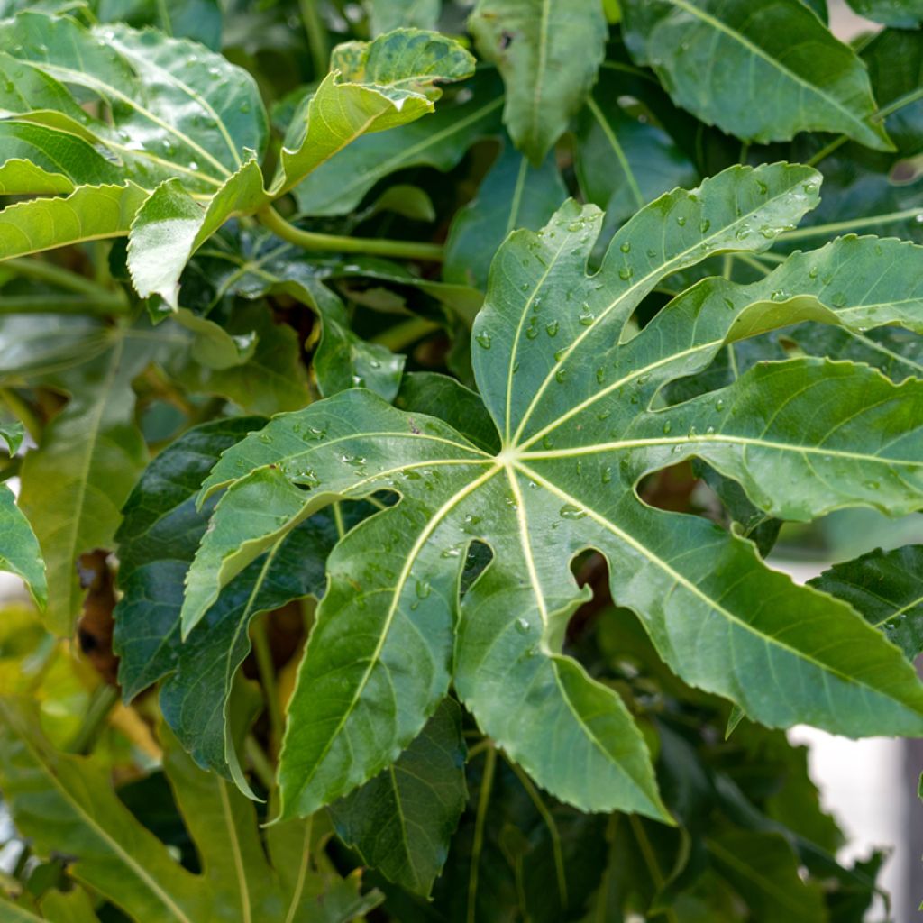 Faux-aralia - Fatsia japonica