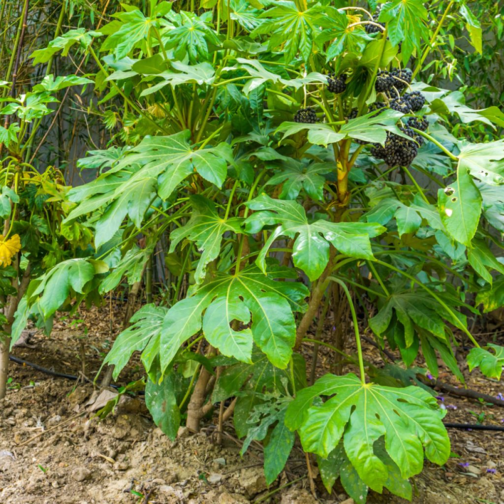Faux-aralia - Fatsia japonica