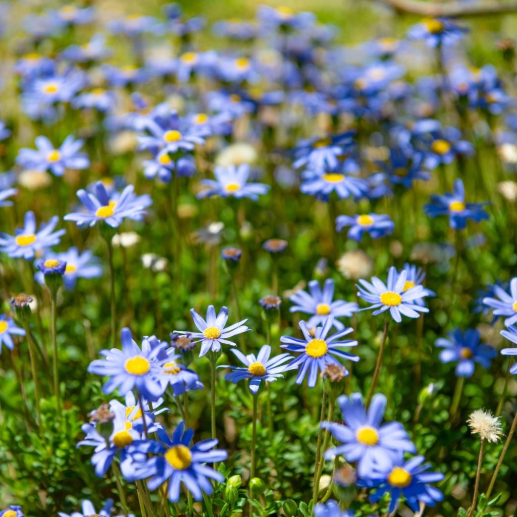 Felicia Forever Blue - Agathea bleu
