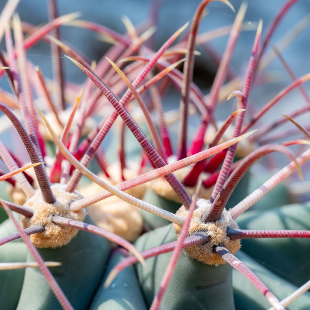Ferocactus emoryi - Cactus tonneau rouge
