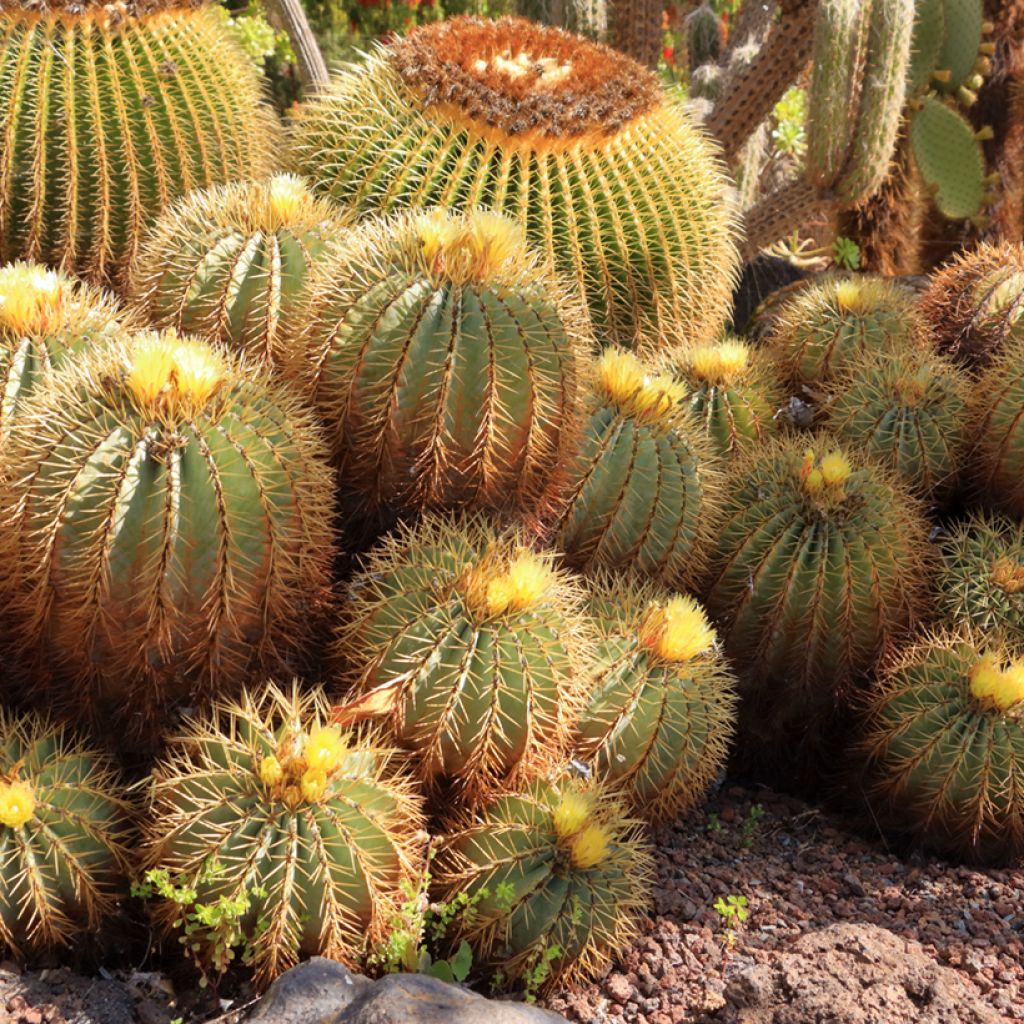 Ferocactus glaucescens - Cactus tonneau