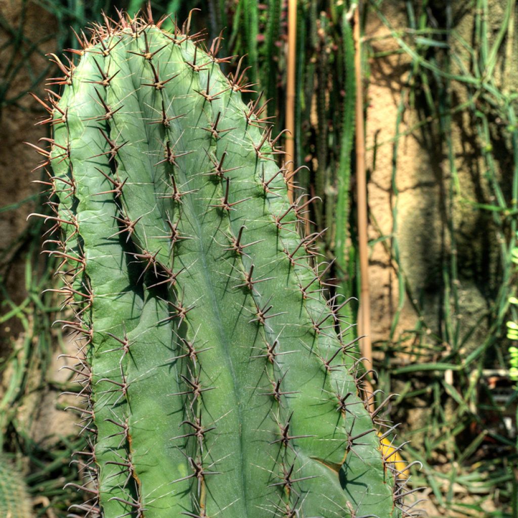 Ferocactus horridus - Cactus tonneau