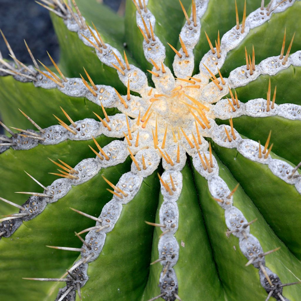 Ferocactus schwarzii - Cactus barrique