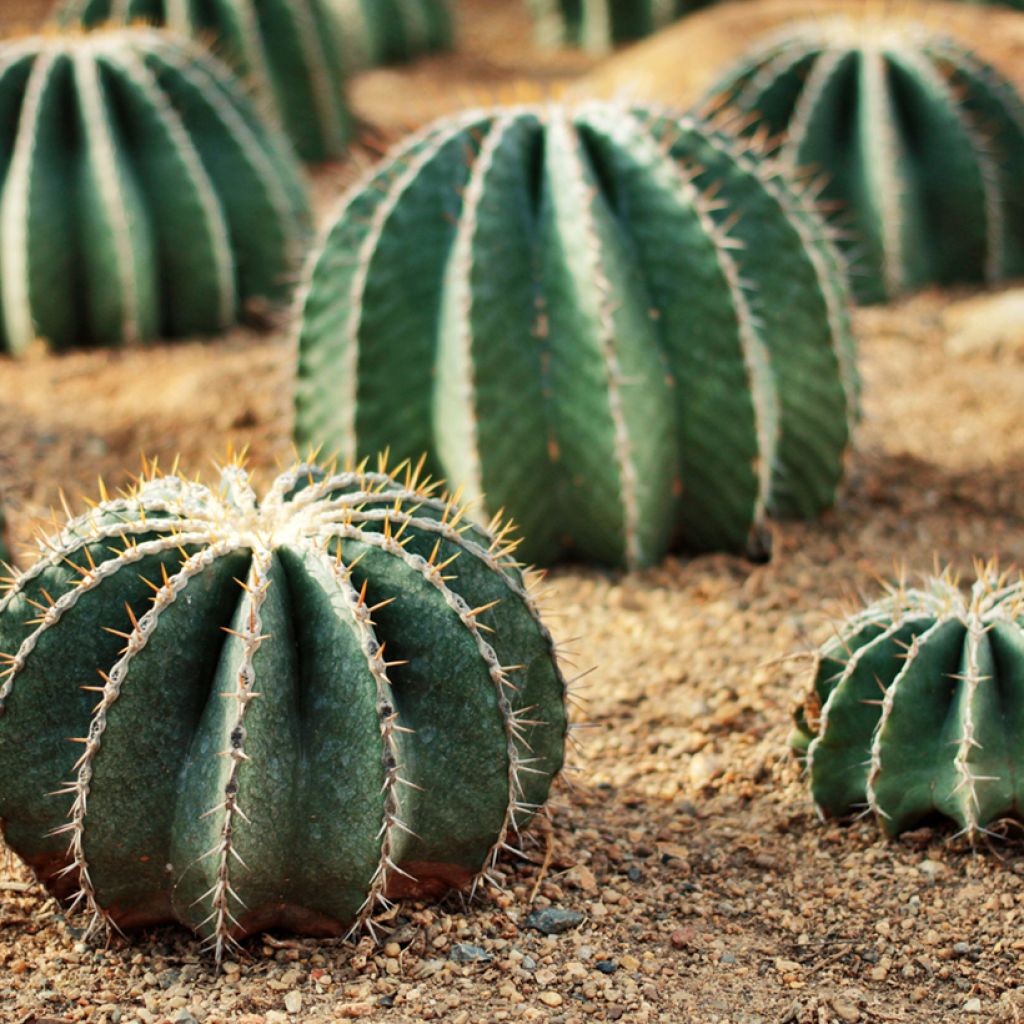 Ferocactus schwarzii - Cactus barrique