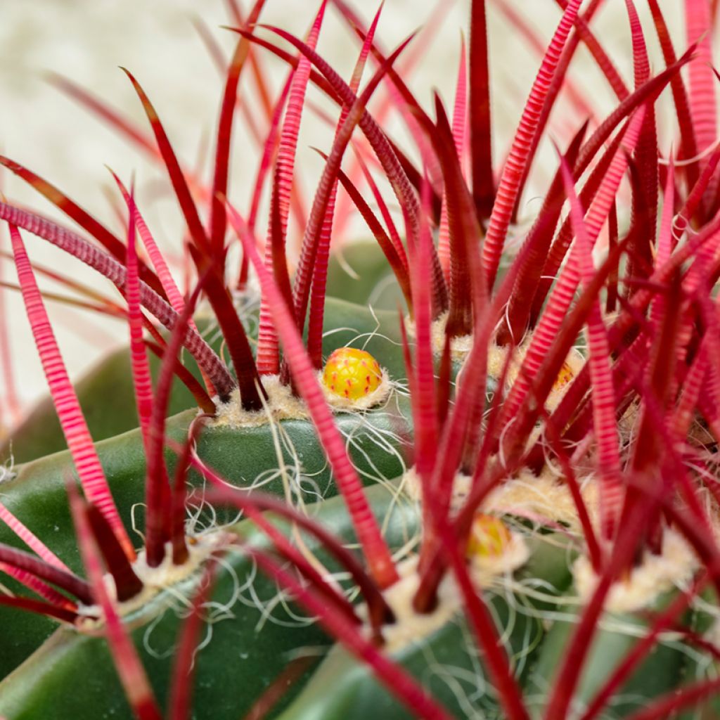 Ferocactus stainesii var. pilosus - Cactus