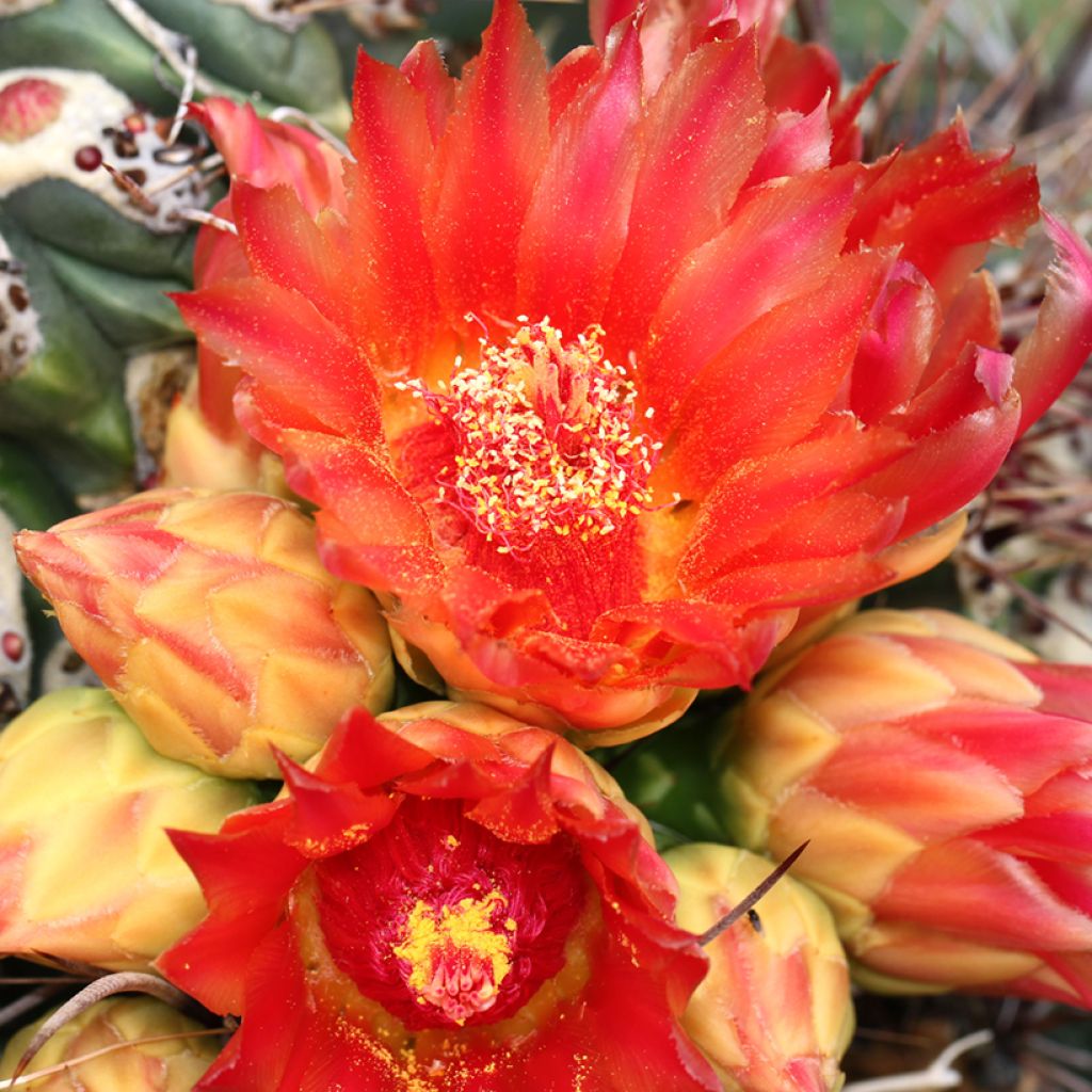 Ferocactus emoryi - Cactus tonneau rouge