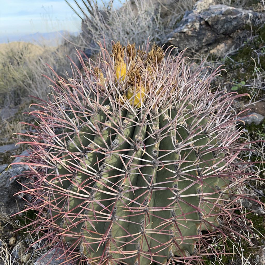 Ferocactus emoryi - Cactus tonneau rouge