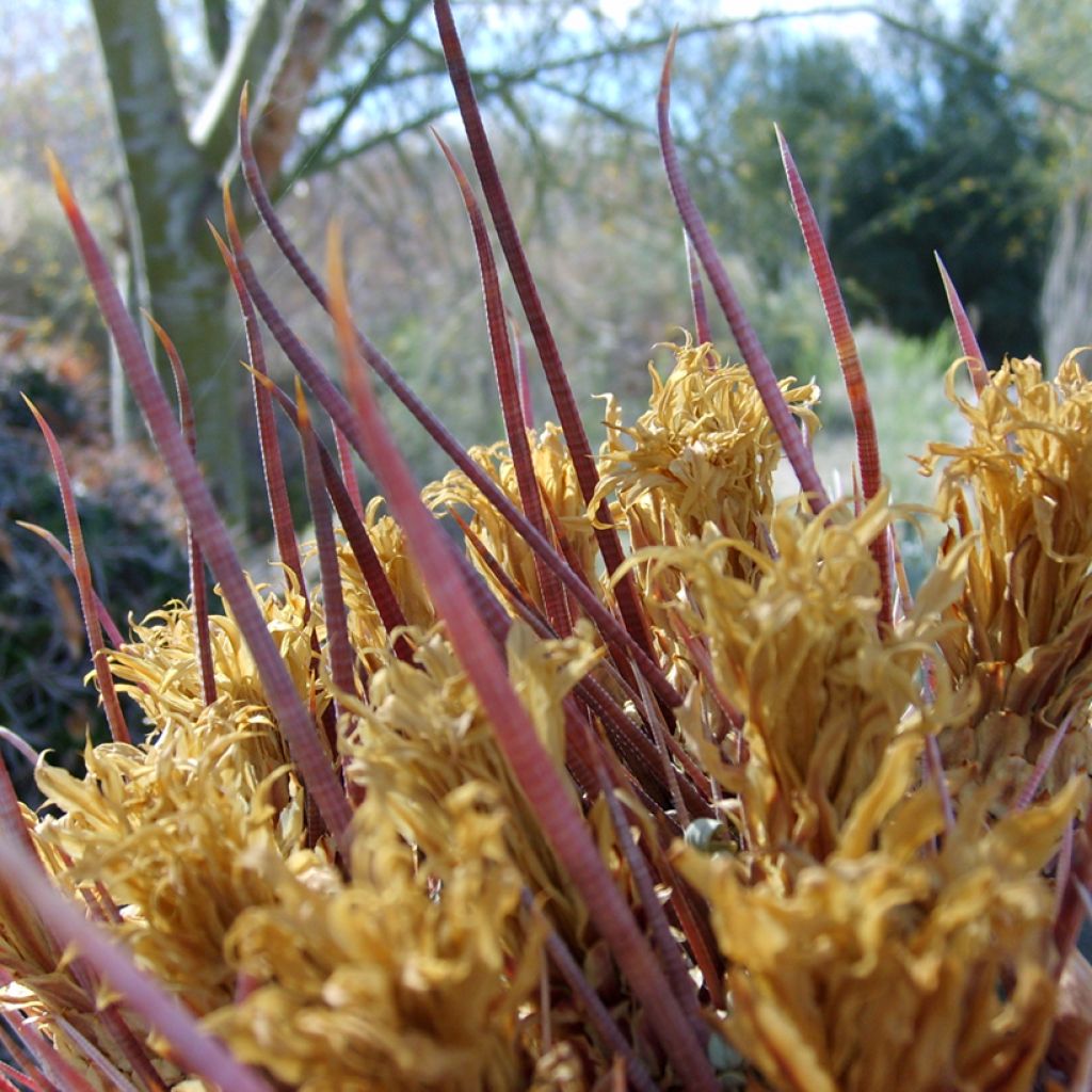 Ferocactus rectispinus - Cactus tonneau