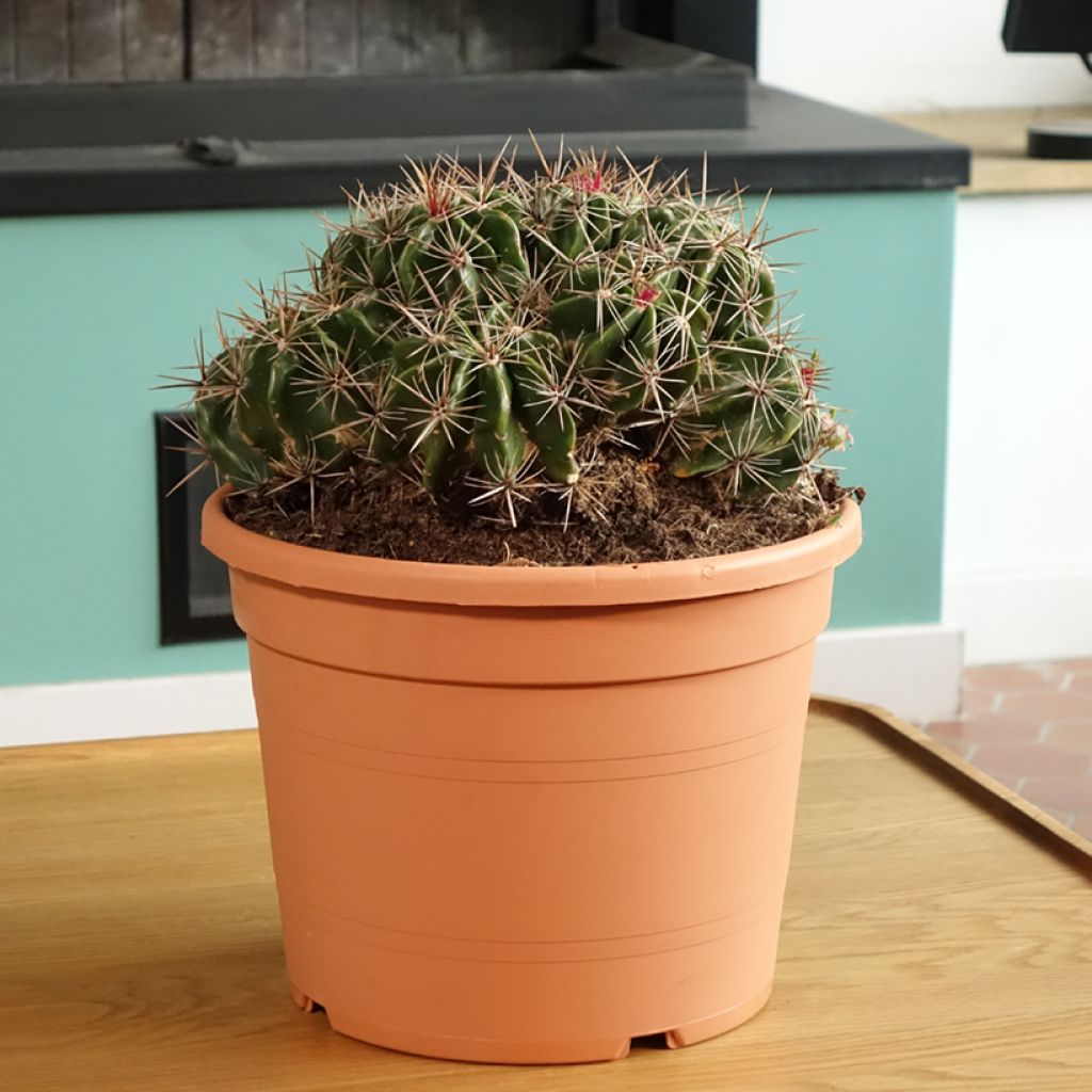 Ferocactus robustus - Cactus tonneau