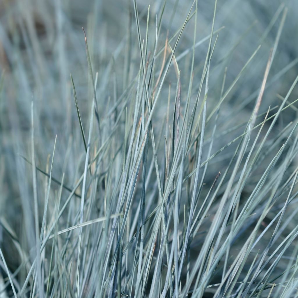 Festuca Intense Blue - Fétuque bleue