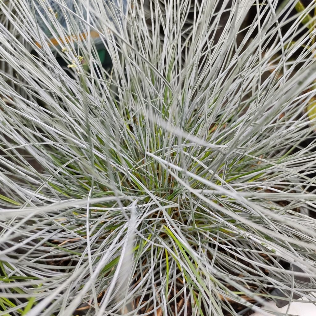 Festuca Intense Blue - Fétuque bleue