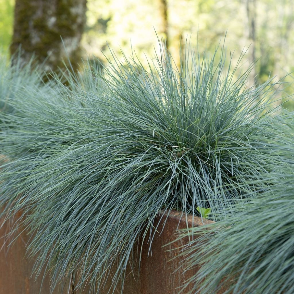 Fétuque bleue - Festuca glauca
