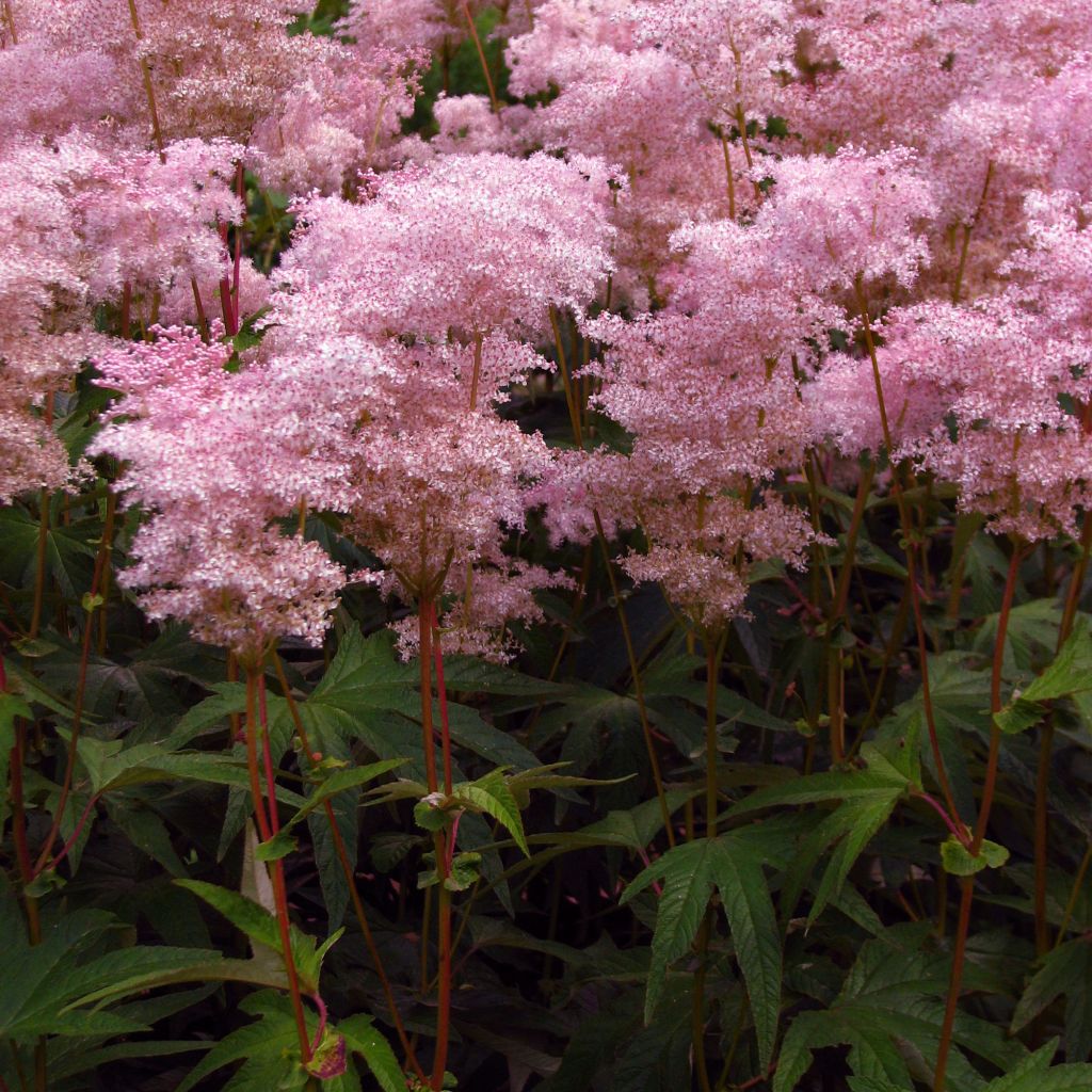 Filipendula palmata - Spirea palmata - Filipendule palmée