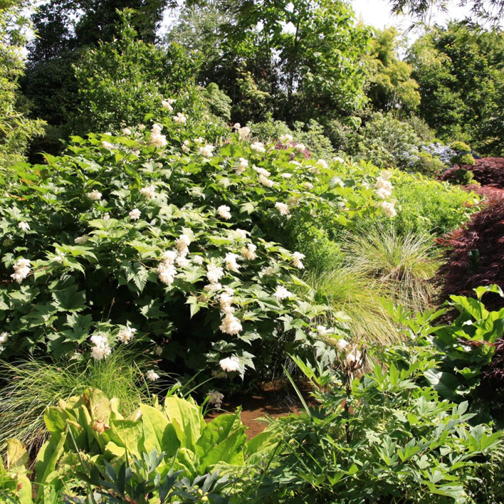 Filipendula palmata - Filipendule palmée