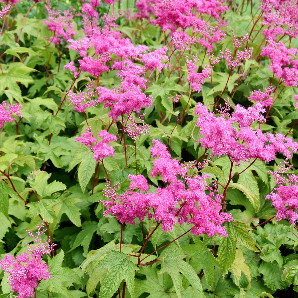 Filipendula purpurea - Reine des prés