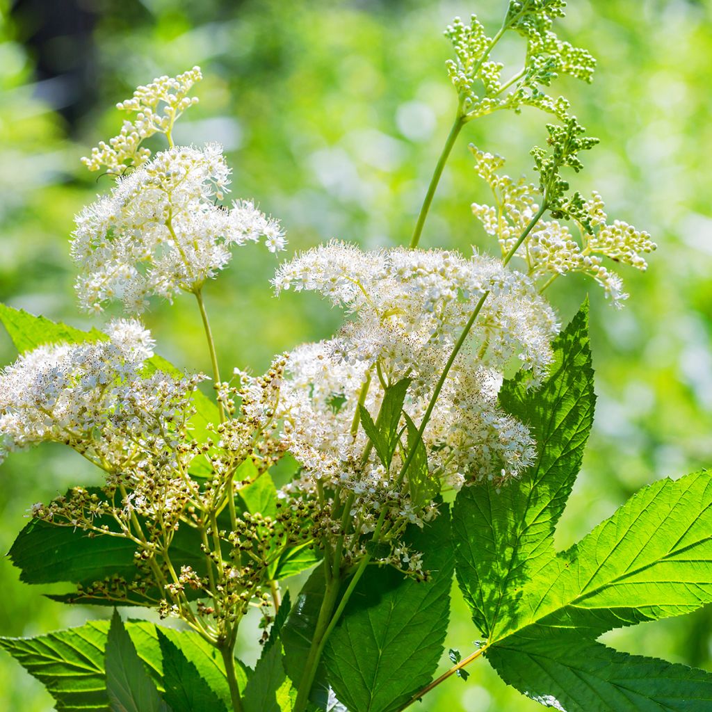 Filipendula ulmaria - Reine des prés