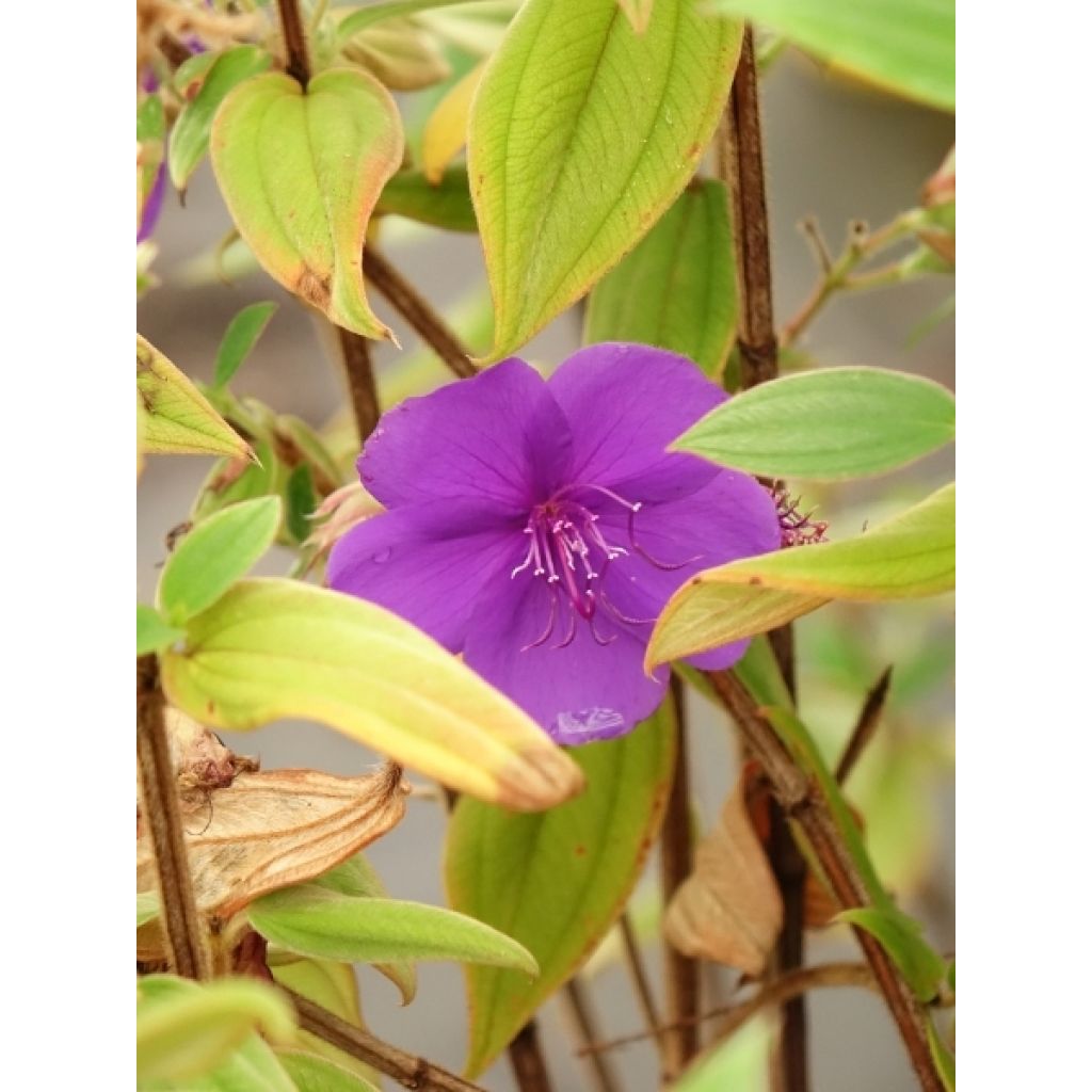 Tibouchina semidecandra - Lasiandra
