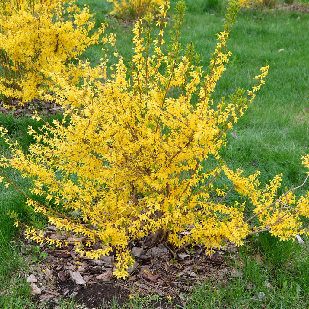 Forsythia Marée d'Or - Mimosa de Paris