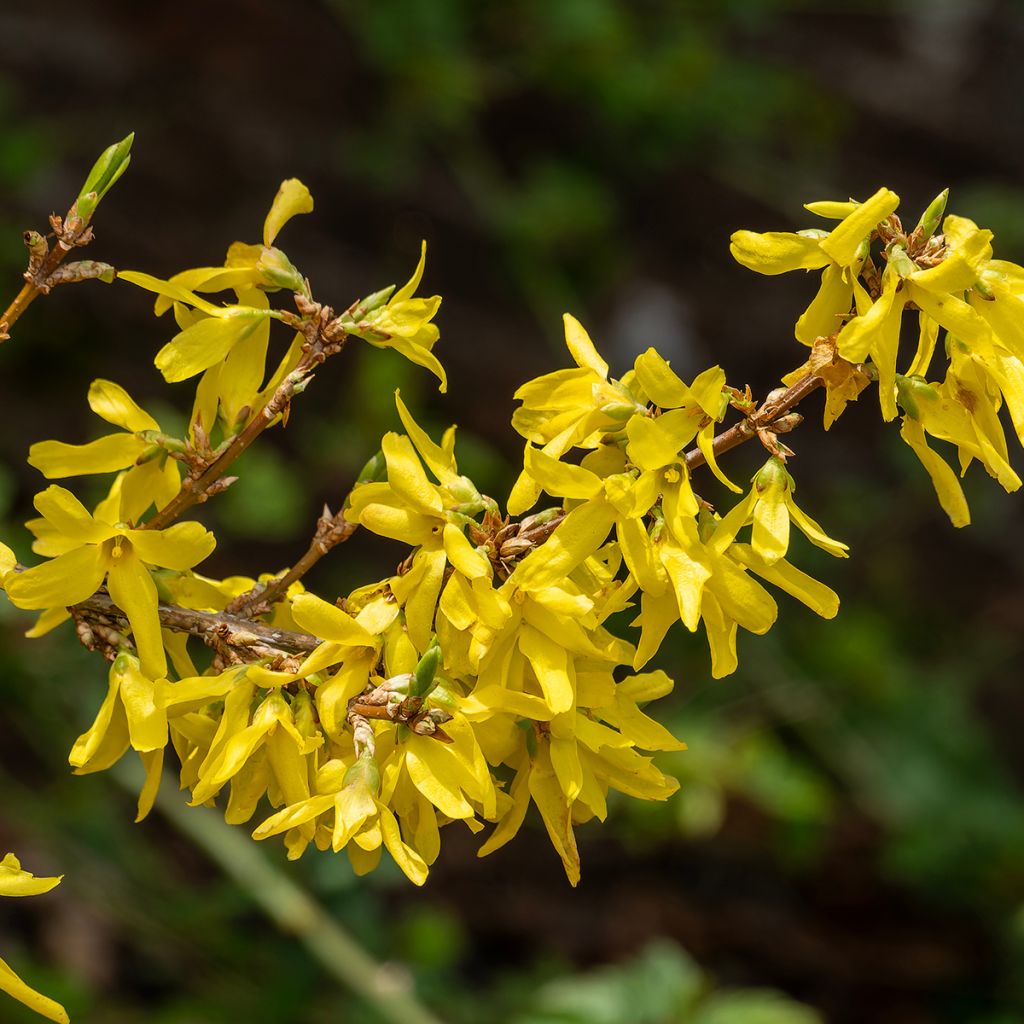 Forsythia Nimbus - Mimosa de Paris nain