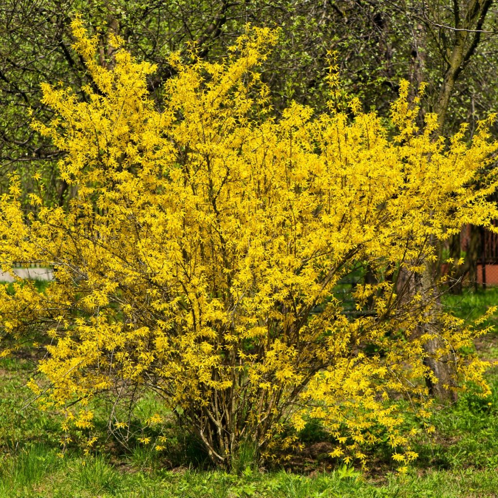 Forsythia intermedia