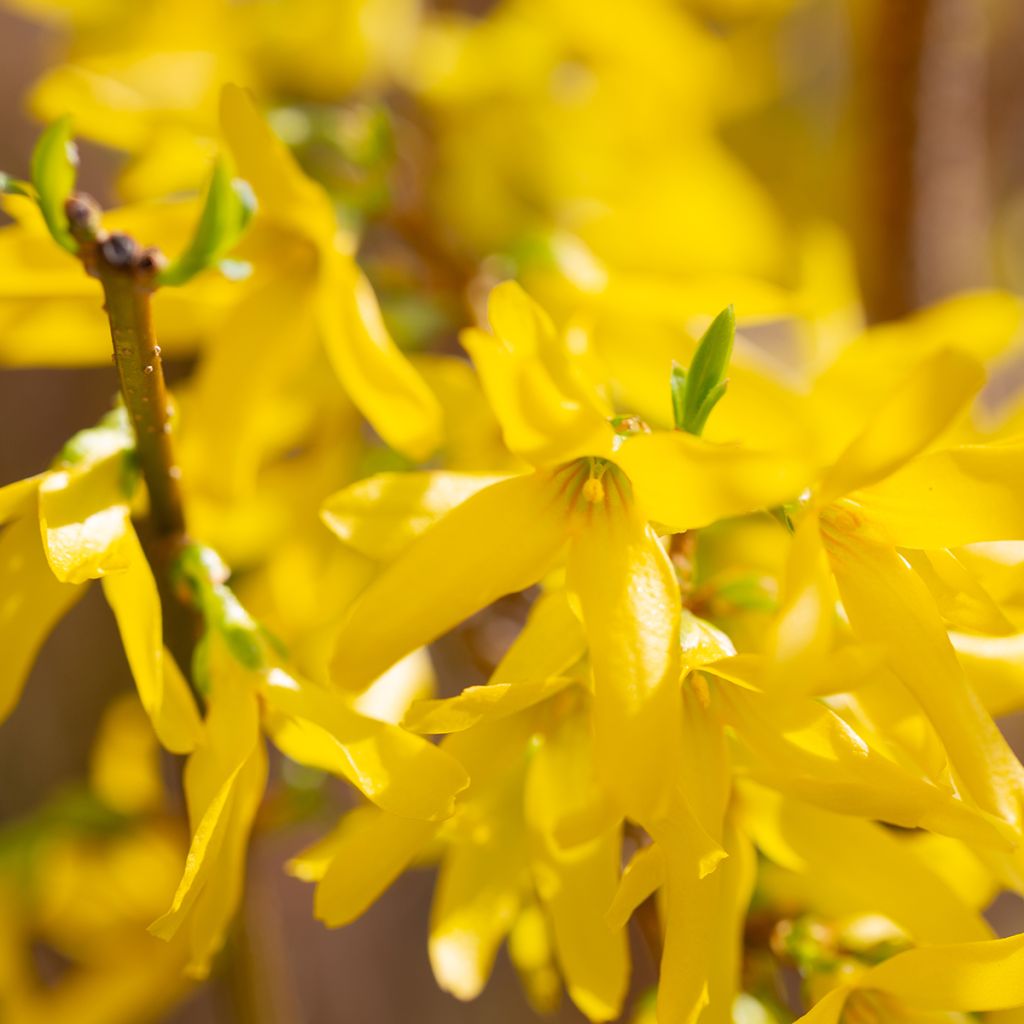 Forsythia x intermedia Lynwood - Mimosa de Paris