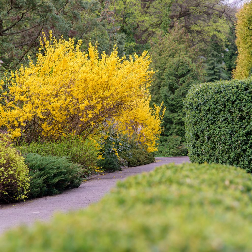 Forsythia intermedia Forbeesia - Mimosa de Paris