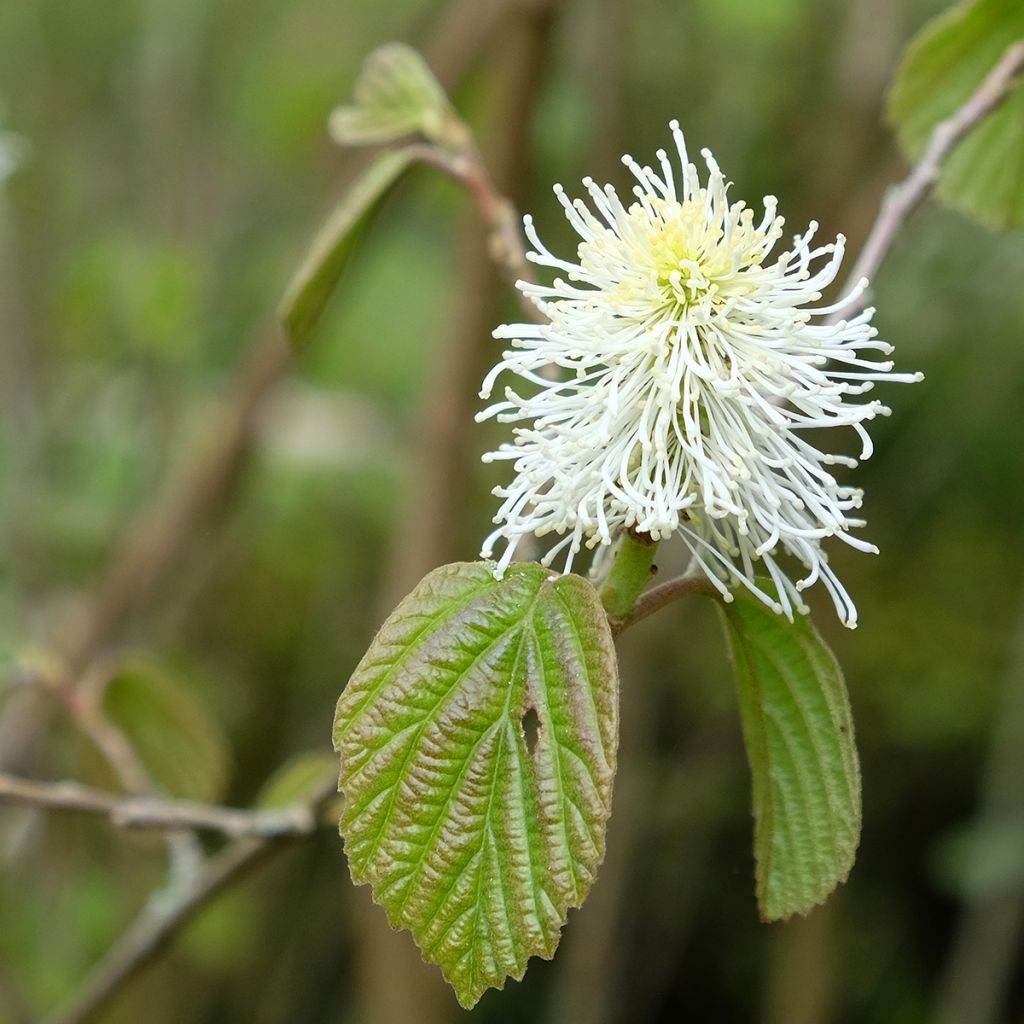 Fothergilla major - Grand Fothergilla