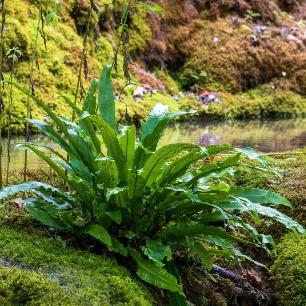 Phyllitis scolopendrium - Fougère Scolopendre