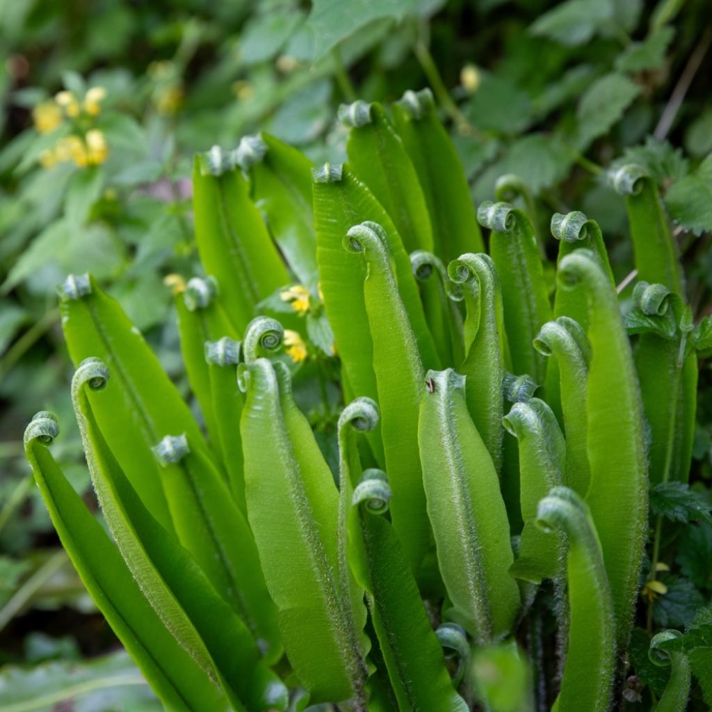 Phyllitis scolopendrium - Fougère Scolopendre