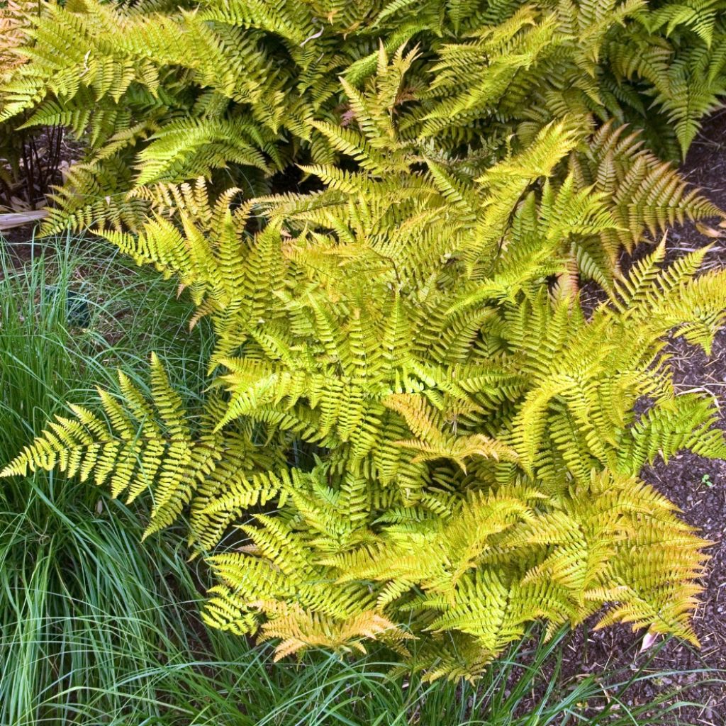 Dryopteris erythrosora - Fougère rose cuivré