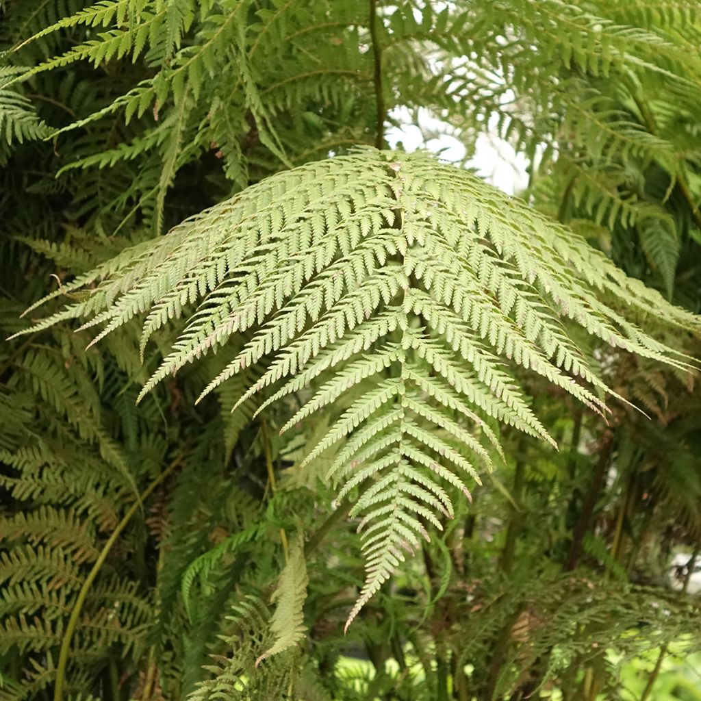 Fougère arborescente - Dicksonia antarctica