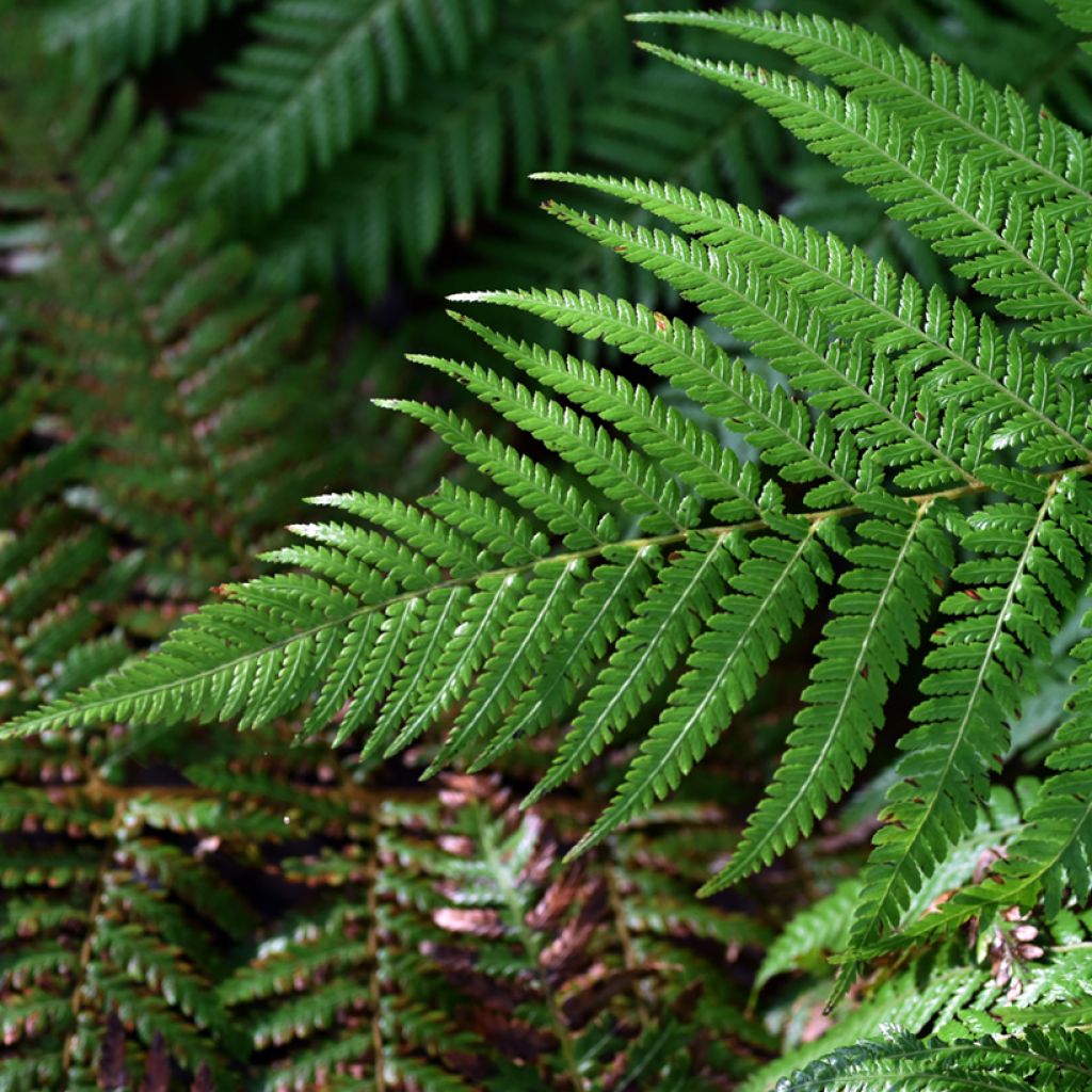 Fougère arborescente - Dicksonia fibrosa