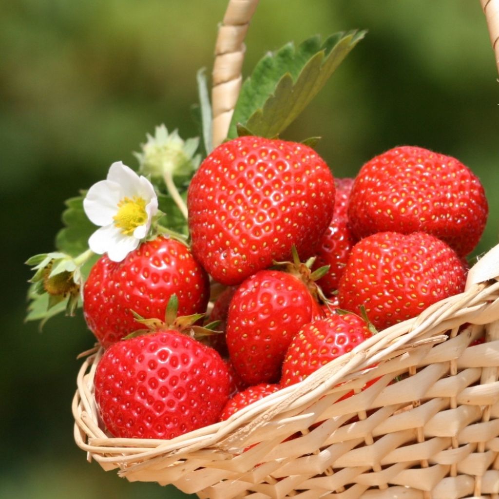Fraisier Charlotte (remontant) 