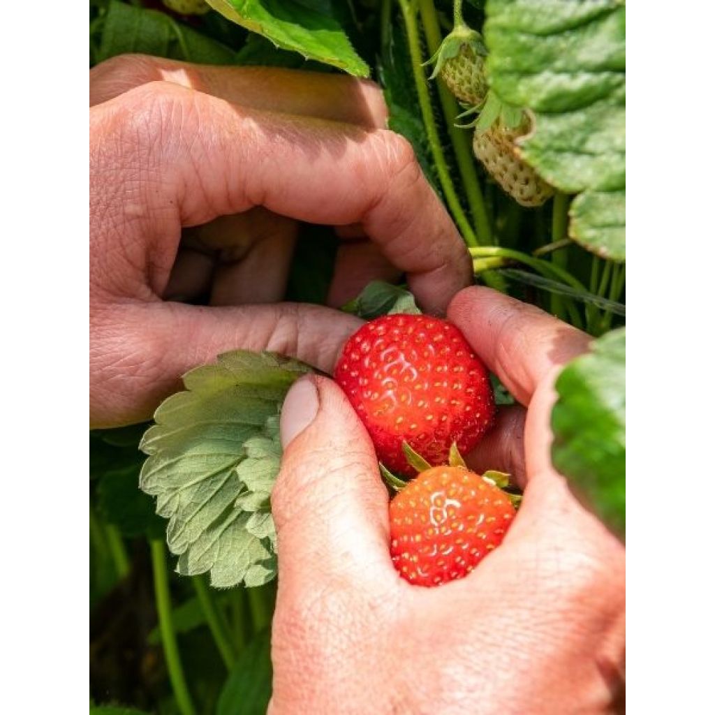 Fraisier Charlotte (Remontant) Bio