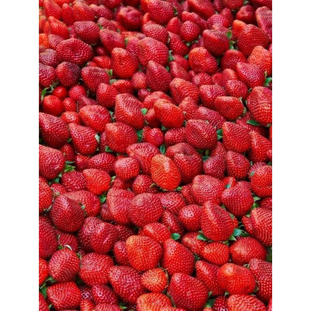 Fraisier Charlotte (Remontant) Bio