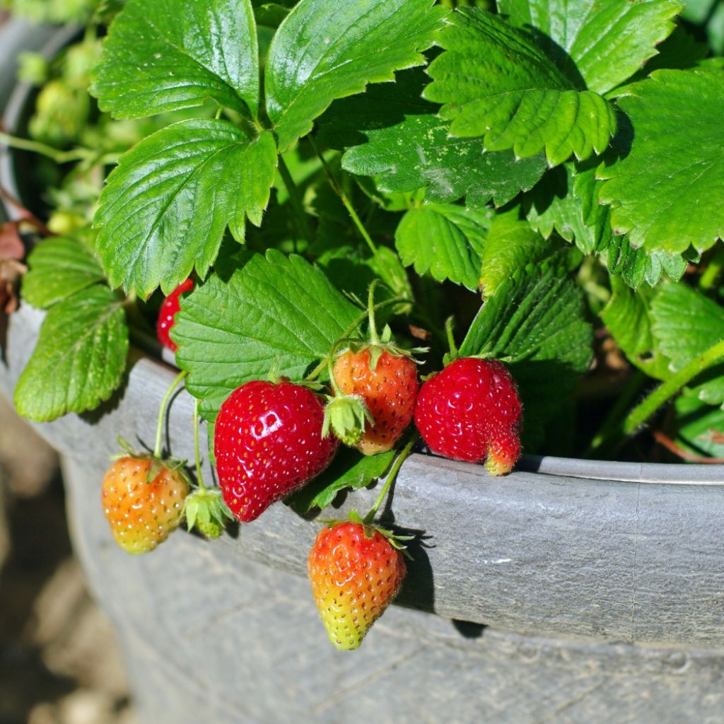 Fraisier grimpant Mount Everest en plants