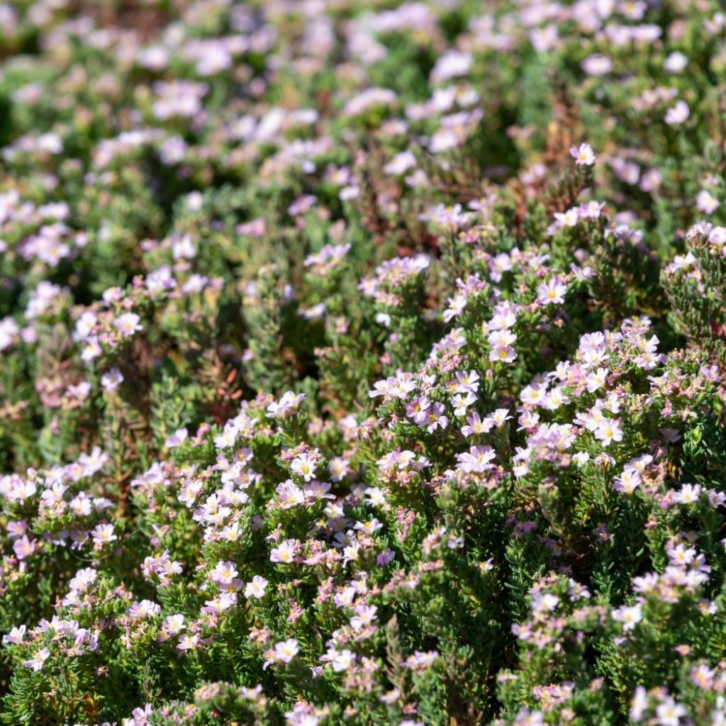Frankenia laevis - Bruyère marine