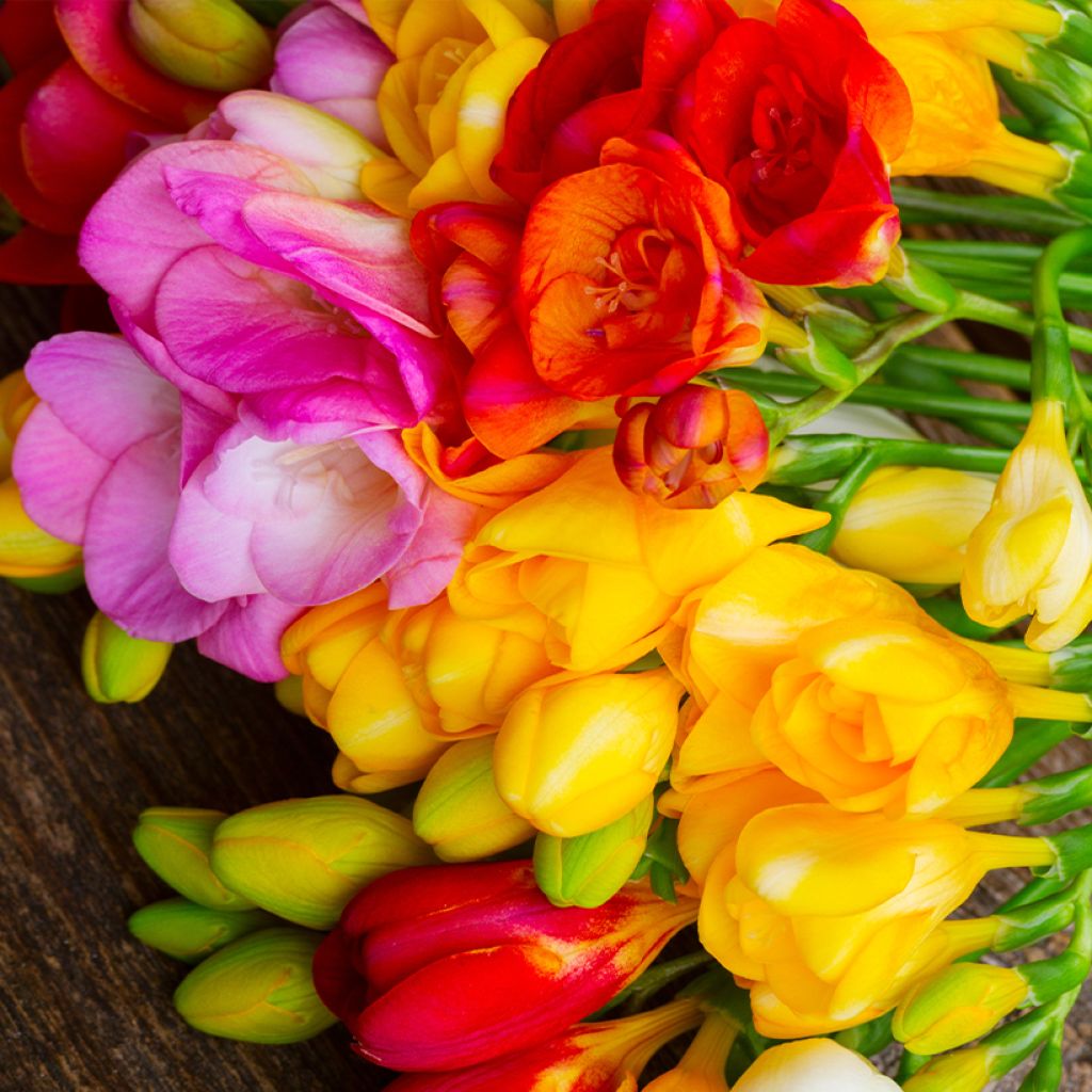 Freesia Double en mélange - Muguet du Cap