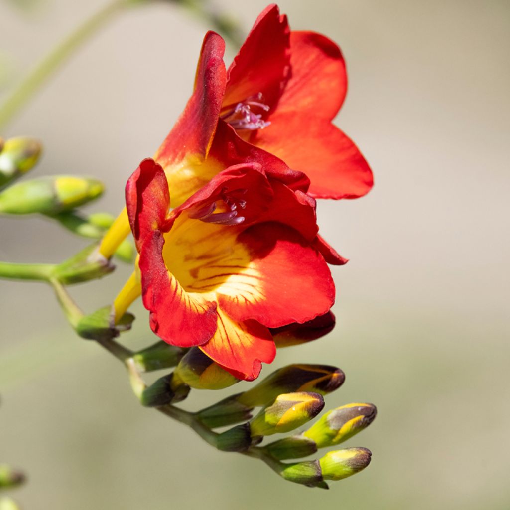 Freesia simple rouge - Muguet du Cap